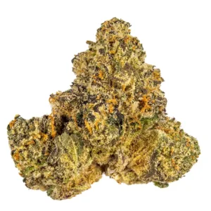 Gelato 41