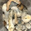 Penis envy mushroom