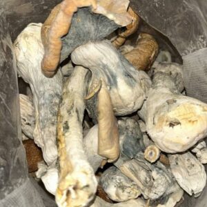 Penis envy mushroom