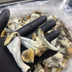 dried Psilocybe cubensis mushroom