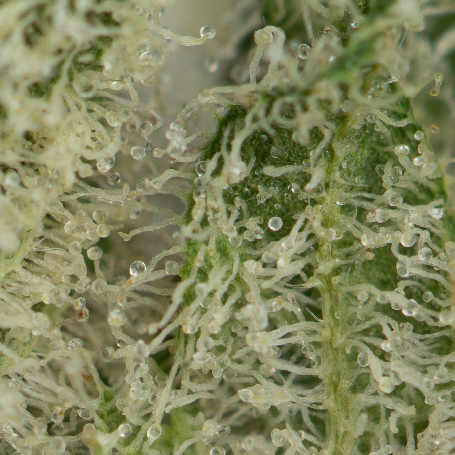 Jack-Herer-Macro-New