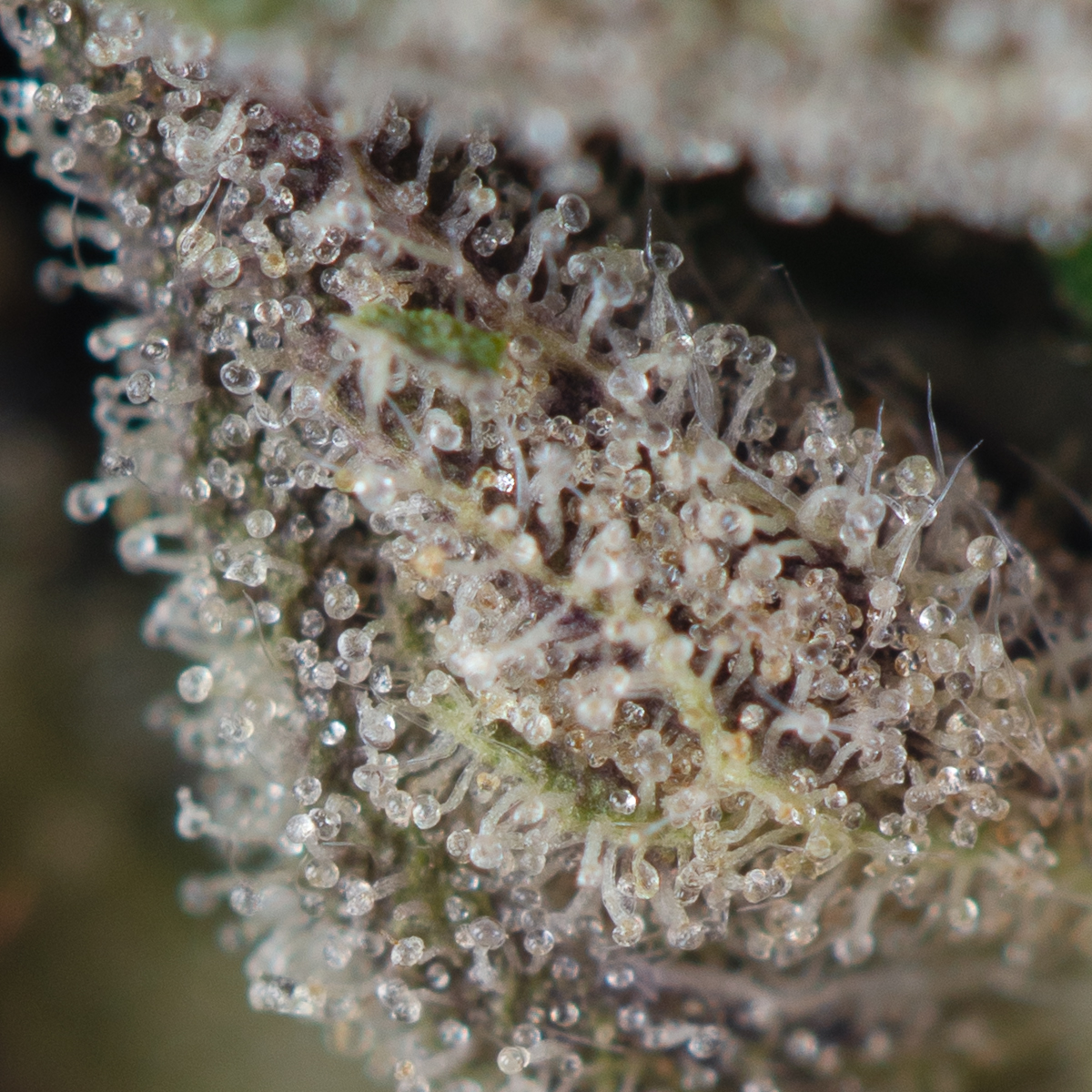 Northern-Lights-Strain-Macro-2