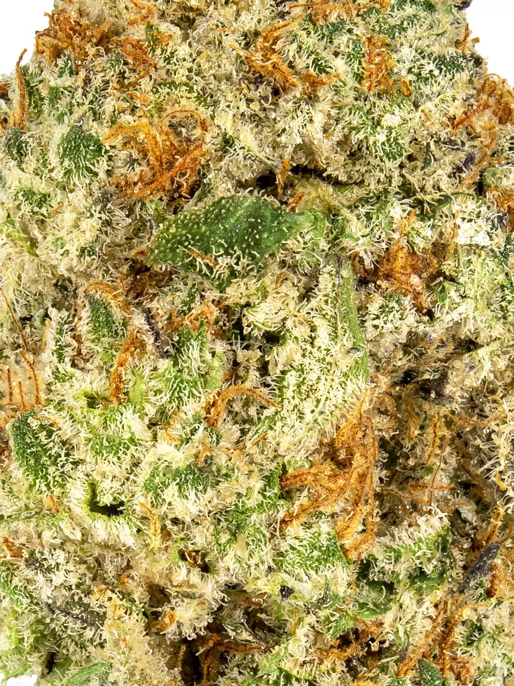 Oreoz-1 (1)