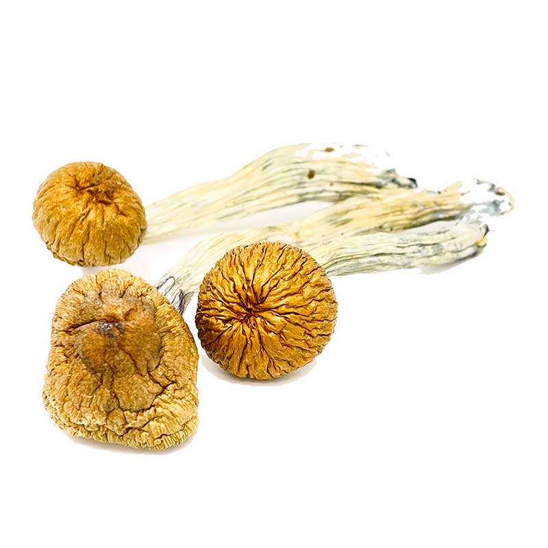 cambodianbulk-3-1