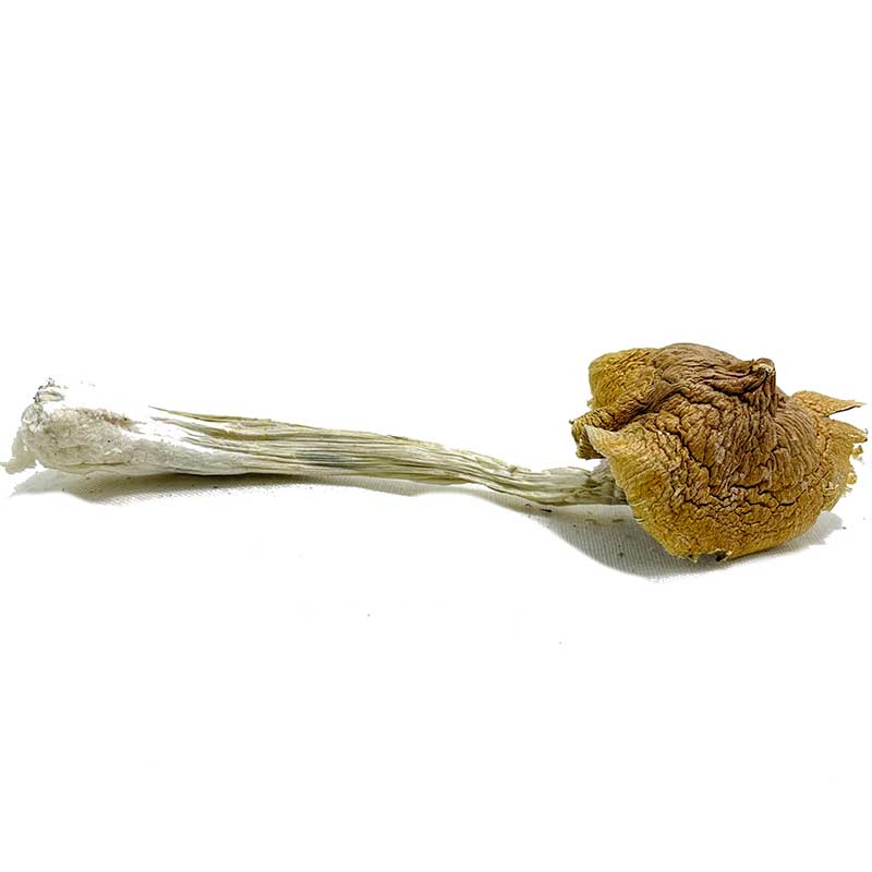 ecuadorian-1-1